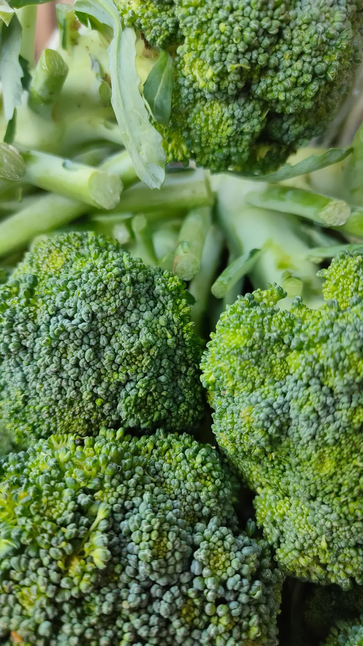 Vivid, Tender, and Ready to Perform: Gadhiya Group's IQF Broccoli Florets for Global Food Industry Buyers