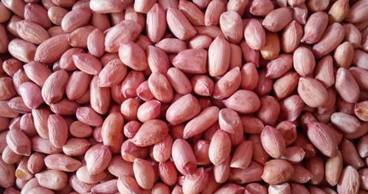 Large, Uniform, and Globally In Demand: Gadhiya Group's Bold Peanuts for Table Use, Roasting and Confectionery