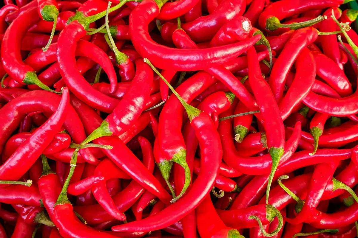 S17 Teja Red Chilli Export from India: High-Heat, Deep-Red Quality for Global Spice Manufacturers