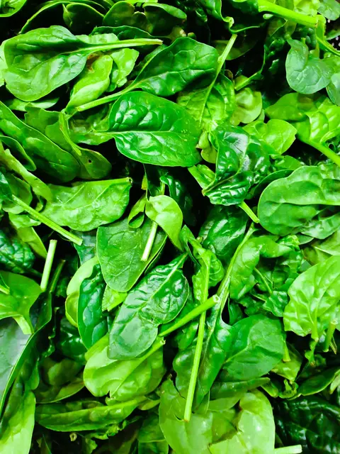 Washed, Frozen, and Nutrient-Perfect: Gadhiya Group's IQF Chopped Spinach for the Global Food Industry
