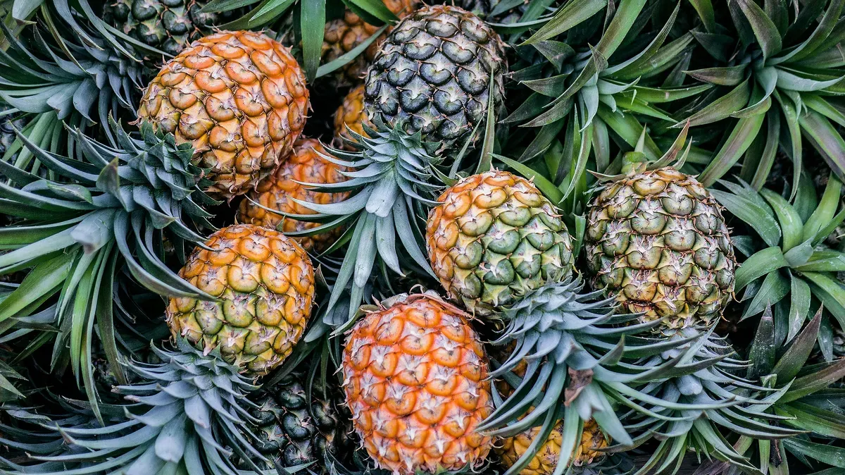 Pineapple Export from India: Why Gadhiya Group's Frozen Pineapple Is the World's Next Favourite